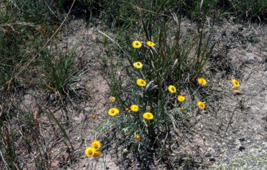 APII jpeg image of Leucochrysum albicans var. albicans  © contact APII