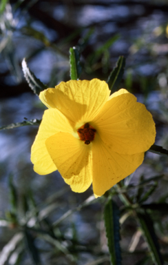 APII jpeg image of Hibiscus divaricatus  © contact APII