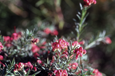 APII jpeg image of Grevillea rosmarinifolia 'Rocky Rolla'  © contact APII