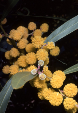 APII jpeg image of Acacia beckleri  © contact APII