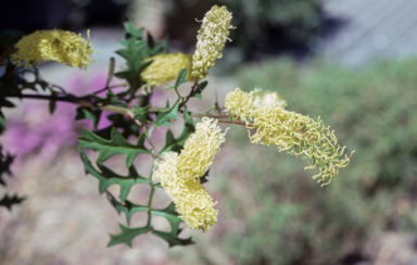 APII jpeg image of Grevillea flexuosa  © contact APII