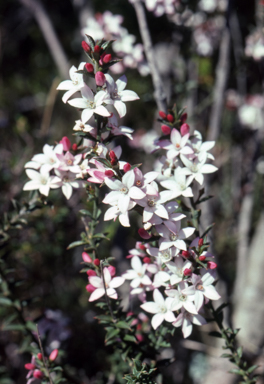 APII jpeg image of Philotheca buxifolia  © contact APII