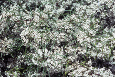 APII jpeg image of Zieria granulata  © contact APII