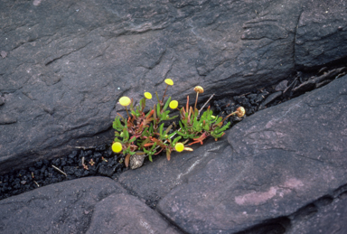 APII jpeg image of Cotula coronopifolia  © contact APII