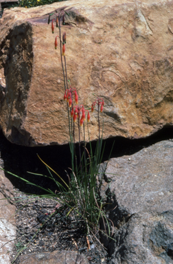 APII jpeg image of Blandfordia nobilis  © contact APII