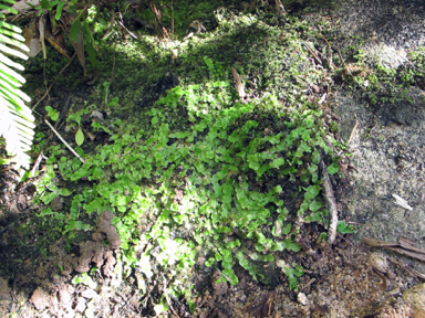 APII jpeg image of Asterella australis  © contact APII