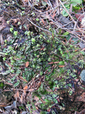 APII jpeg image of Asterella australis,<br/>Asterella australis  © contact APII