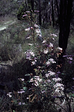 APII jpeg image of Olearia asterotricha  © contact APII