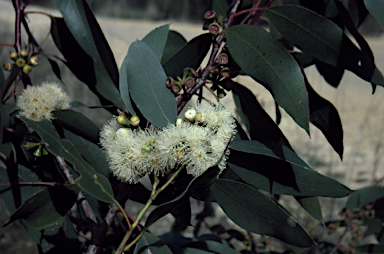 APII jpeg image of Eucalyptus ovata  © contact APII