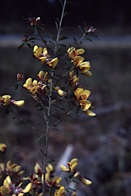 APII jpeg image of Pultenaea retusa  © contact APII