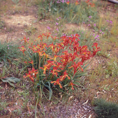 APII jpeg image of Anigozanthos humilis  © contact APII
