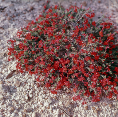 APII jpeg image of Lechenaultia formosa  © contact APII