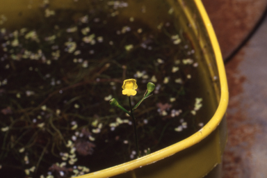 APII jpeg image of Utricularia gibba  © contact APII