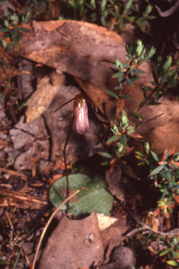 APII jpeg image of Cyrtostylis reniformis  © contact APII