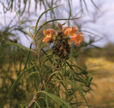 APII jpeg image of Eremophila longifolia  © contact APII