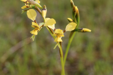 APII jpeg image of Diuris abbreviata  © contact APII