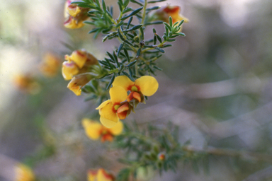 APII jpeg image of Dillwynia phylicoides  © contact APII