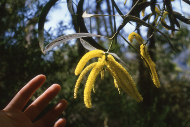 APII jpeg image of Acacia cheelii  © contact APII