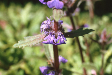 APII jpeg image of Ajuga australis  © contact APII