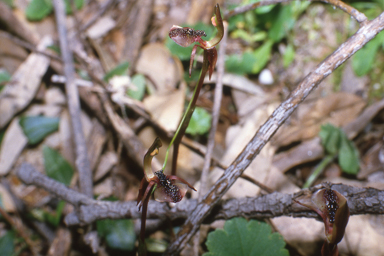 APII jpeg image of Chiloglottis formicifera  © contact APII