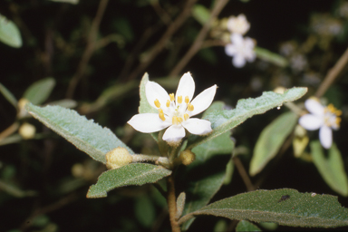 APII jpeg image of Asterolasia hexapetala  © contact APII