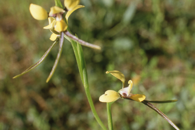 APII jpeg image of Diuris tricolor  © contact APII