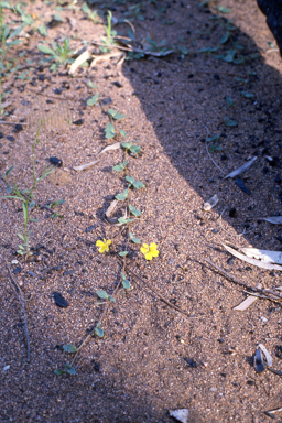 APII jpeg image of Goodenia heterophylla subsp. heterophylla  © contact APII