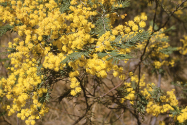 APII jpeg image of Acacia dealbata  © contact APII