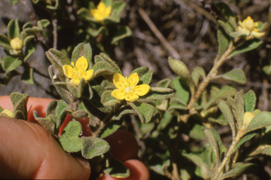 APII jpeg image of Asterolasia rupestris  © contact APII