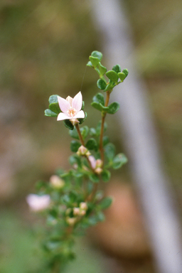 APII jpeg image of Boronia algida  © contact APII