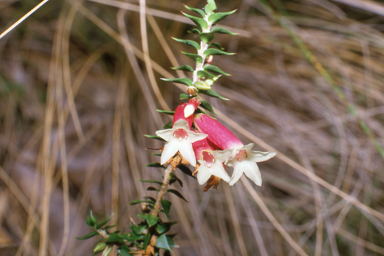 APII jpeg image of Epacris longiflora  © contact APII