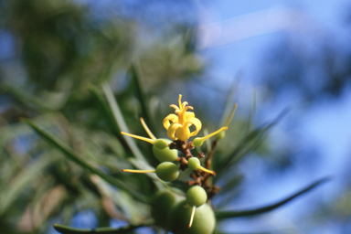 APII jpeg image of Persoonia linearis  © contact APII