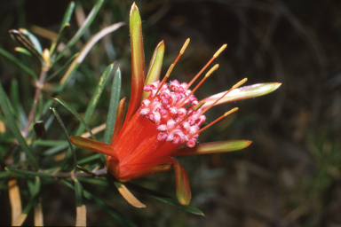 APII jpeg image of Lambertia formosa  © contact APII