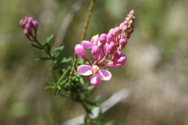 APII jpeg image of Commespermum ericinum  © contact APII