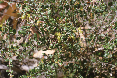 APII jpeg image of Grevillea mucronulata  © contact APII