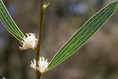 APII jpeg image of Hakea dactyloides  © contact APII