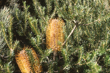 APII jpeg image of Banksia ericifolia  © contact APII