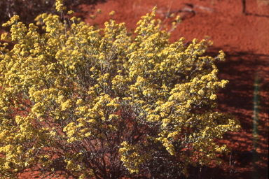 APII jpeg image of Micromyrtis flaviflora  © contact APII