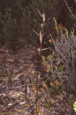 APII jpeg image of Orthoceras stricta  © contact APII