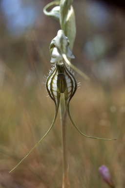 APII jpeg image of Pterostylis planulata  © contact APII