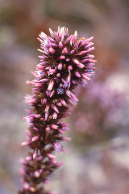 APII jpeg image of Andersonia caerulea  © contact APII