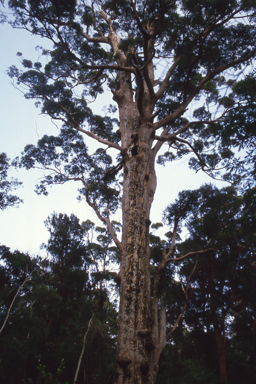 APII jpeg image of Eucalyptus jacksonii  © contact APII