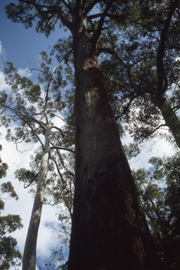 APII jpeg image of Eucalyptus marginata  © contact APII