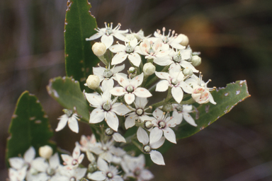 APII jpeg image of Rhadinothamnus anceps  © contact APII