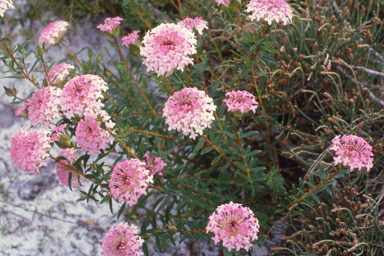 APII jpeg image of Pimelea rosea  © contact APII