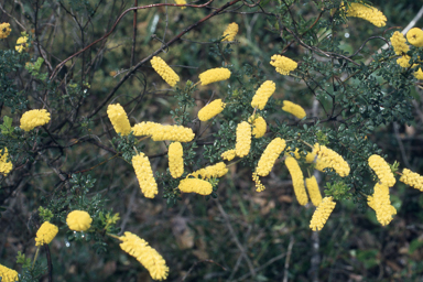 APII jpeg image of Acacia drummondii subsp. elegans  © contact APII