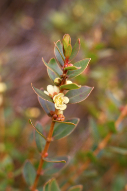 APII jpeg image of Hypocalymma myrtifolium  © contact APII