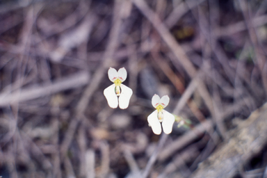 APII jpeg image of Levenhookia pauciflora  © contact APII