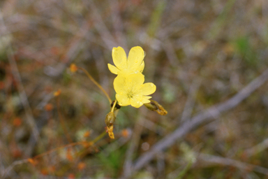 APII jpeg image of Drosera subhirtella  © contact APII