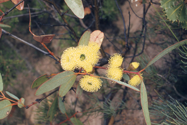 APII jpeg image of Eucalyptus preissiana  © contact APII